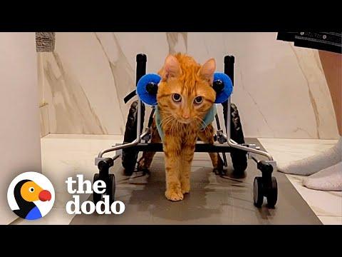 Cat With Zero Coordination Has Different Kicks For Different Moods #Video