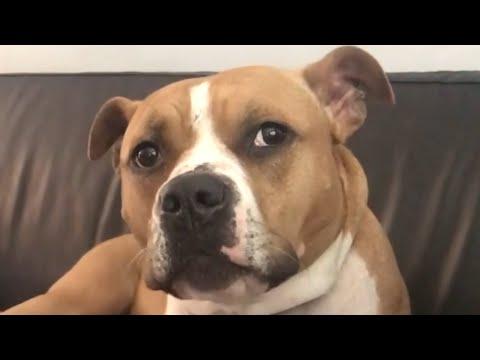 Woman does the sweetest thing for abandoned dog #Video