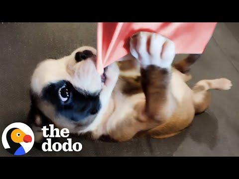 Couple Instantly Regrets Adopting Trouble Maker Puppy #Video