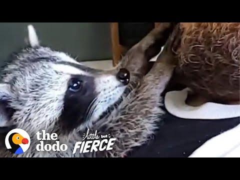 Baby Rescue Raccoon Climbs All Over Her New Siblings Video