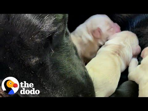 Foster Dog Nurses 7 Orphaned Puppies #Video