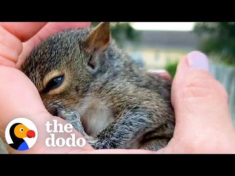 Woman Saves An Orphaned Baby Squirrel #Video