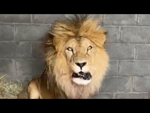 Circus lions taste freedom for first time #Video