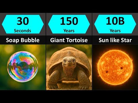 Lifespan of Everything: Shortest to Longest #Video