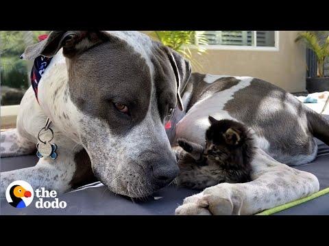 Even the Gentlest Dog Dad Needs to Get Away From the Kids Sometimes #Video