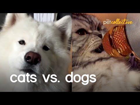 Cats vs Dogs: The Ultimate Battle Video