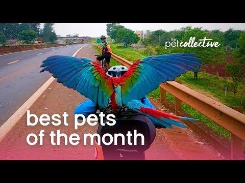 Best Pets of the Month (January 2020) | The Pet Collective