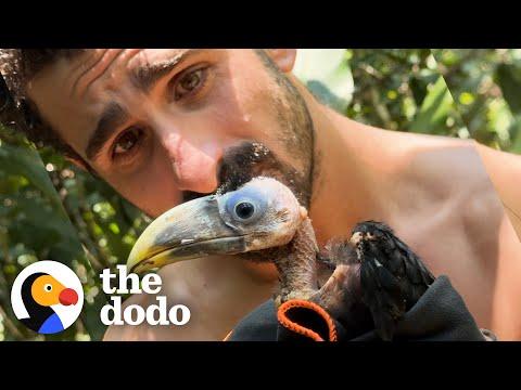 Baby Toucan Learns To Fly #Video