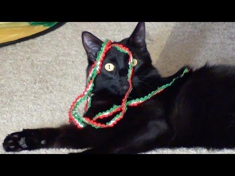 CAT Vs RIBBON