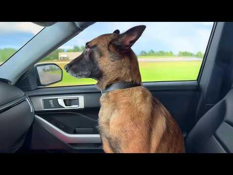I got a Malinois but God Accidentally gave me a Comedian! | Funny BELGIAN MALINOIS #Video