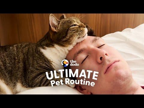 Karen The Cat Is Obsessed With Doing Everything Her Dad Does #Video