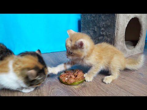 Sister was bitten by a foster kitten. Will he let his sister sit down? #video