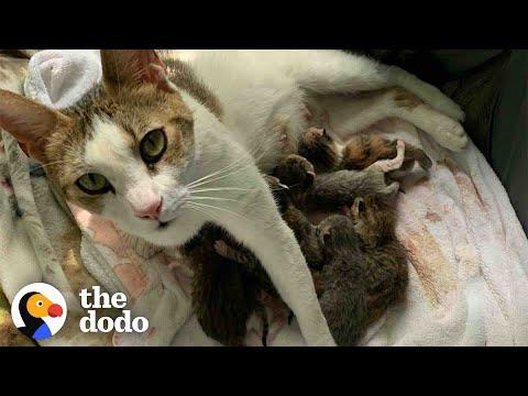 Pregnant Cat Has More Kittens Than Anyone Imagined  #Video