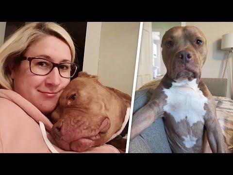 Woman brings home a dog. But apparently he'd rather be human. #Video