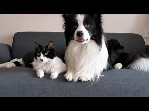 Cute Dog and Kitty Share Same Colors #Video
