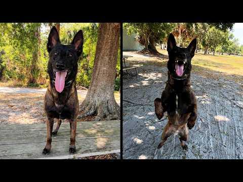 Dogs Aren't Meant To Do This | OUR Daily Dose of Pets #Video