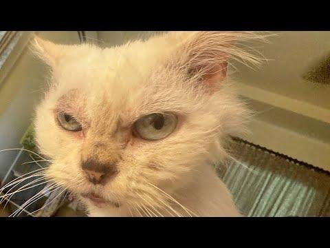 13-year-old cat tastes freedom for first time #Video