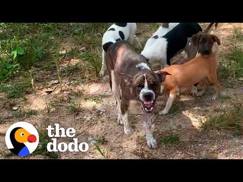 Mama Dog with Chain on Her Neck Gets Rescued With Her Puppies #Video