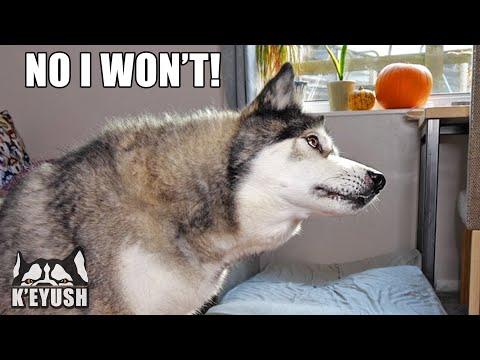 EVERY Trick My HUSKY Knows in 3 Minutes Video! He Argues With Me!