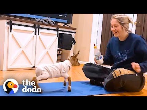 Baby Goat Who Couldn’t Stand Runs For The First Time #Video