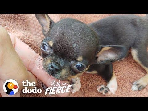1-pound Chihuahua Rescue Puppy With Backwards Legs Does It ALL | The Dodo Little But Fierce
