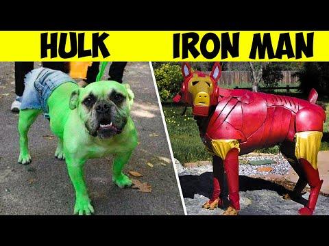 23 Animals Who Had the Best Cosplay Costumes