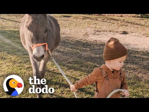 Kid And His Donkey Are Truly BFFs #Video