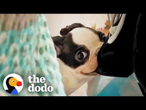 Five-Pound Frenchie With Huge Swollen Belly Surprise Everyone  #Video