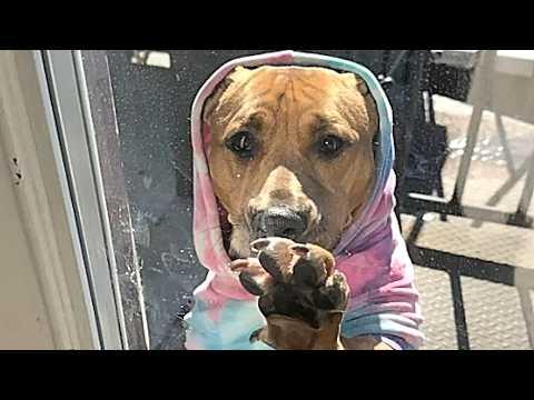 Dog that had just one hour left #Video