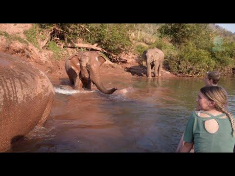Encountering A Herd Of Majestic Elephants At The Tranquil Riverbank - ElephantNews #video