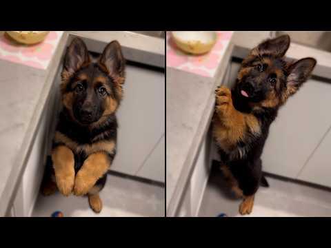 Here's Why You NEED A German Shepherd In Your Life #Video