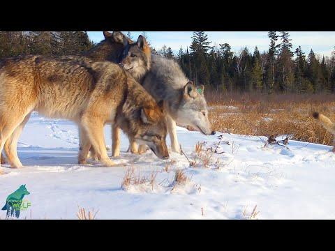 Stunning footage of the Cranberry Bay Wolf Pack on a beaver dam #Video