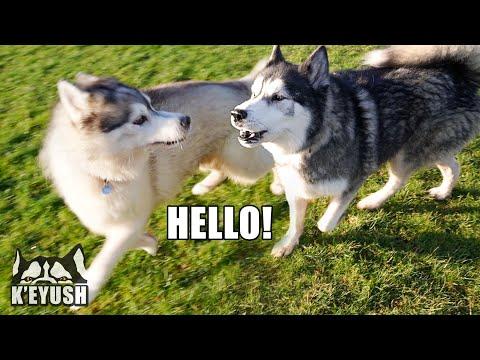 Husky Says HELLO To New Friend & Tries to IMPRESS Him! #Video