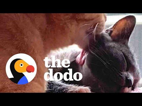 Stray Cat Convinces His Friend They Should Move Into Woman's House #Video