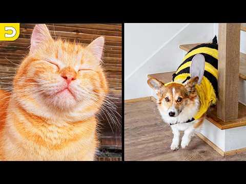 The Cutest Pet Videos on the Internet | Your Daily Dose of Pets #Video