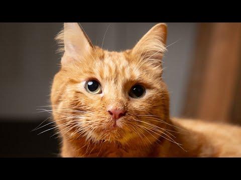 A neuroscientist adopted this cat for the best reason #Video