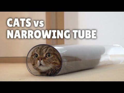 Cats vs Narrowing Tube #Video