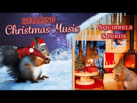 Christmas In Squirrel Village | Relaxing Christmas Music ( 1 Hour ) #Video