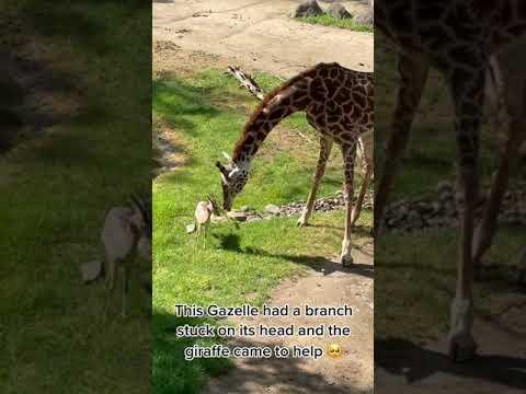 Giraffe Removes Branch Stuck On Gazelle's Head At the Zoo #Video