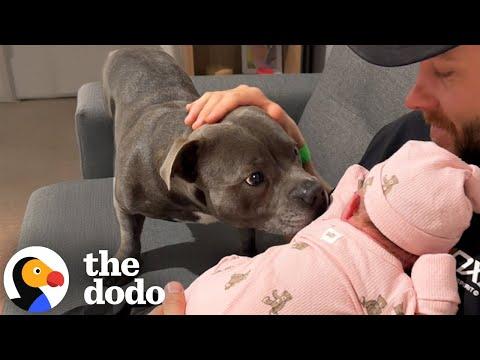 Everyone Warned This Dog Mom About Having A Staffy And A Newborn Baby #Video