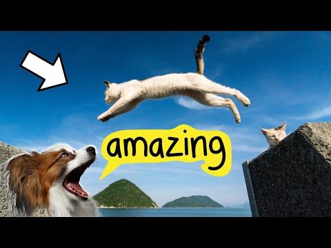 7 Amazing Cat Abilities That PROVE They Have Superpowers #Video