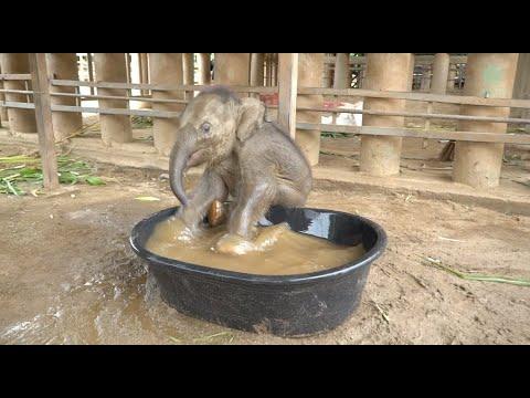 Baby Elephant Chaba First Time In The BathTub - ElephantNews #Video