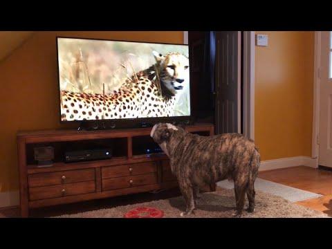 Bulldog Sees Cheetah On TV, Calls Sister For Backup #Video