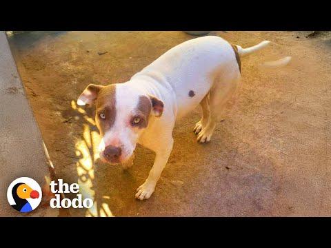 Abandoned Pittie Finally Relaxes When Her Dad Sings Her Favorite Song #Video