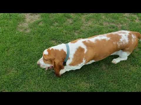 Percy explores the park on his own #Video