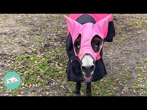 Shy Donkey Didn't Make a Sound Until All of a Sudden Started to Sing #Video
