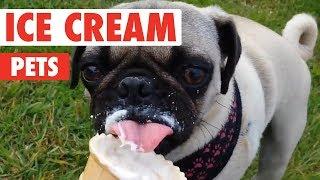 Ice Cream Pets