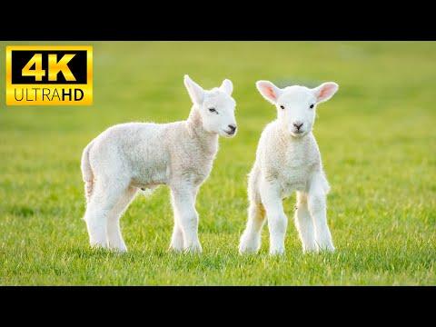 Baby Animals 4K (60FPS) UHD - Peaceful and Relaxation With Baby Animals And Soothing Relaxing Music 