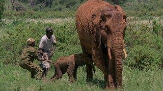 Tranquilized Elephant Mother risks crushing her baby | BBC Earth