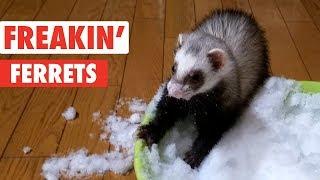 Freakin' Ferrets | Funny Pet Video Compilation